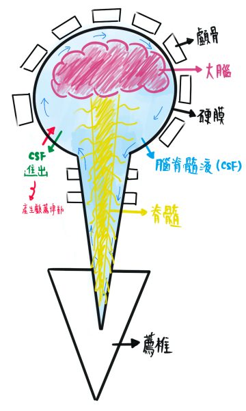 腦脊髓液循環示意圖－顱薦椎治療中的液體動力學